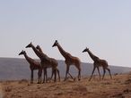 Жирафы не живут в кратере Нгоронгоро, как ни странно.