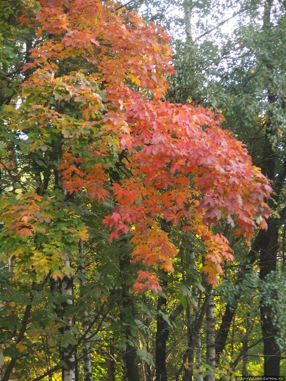 Осень в любимом городе Москва, Россия