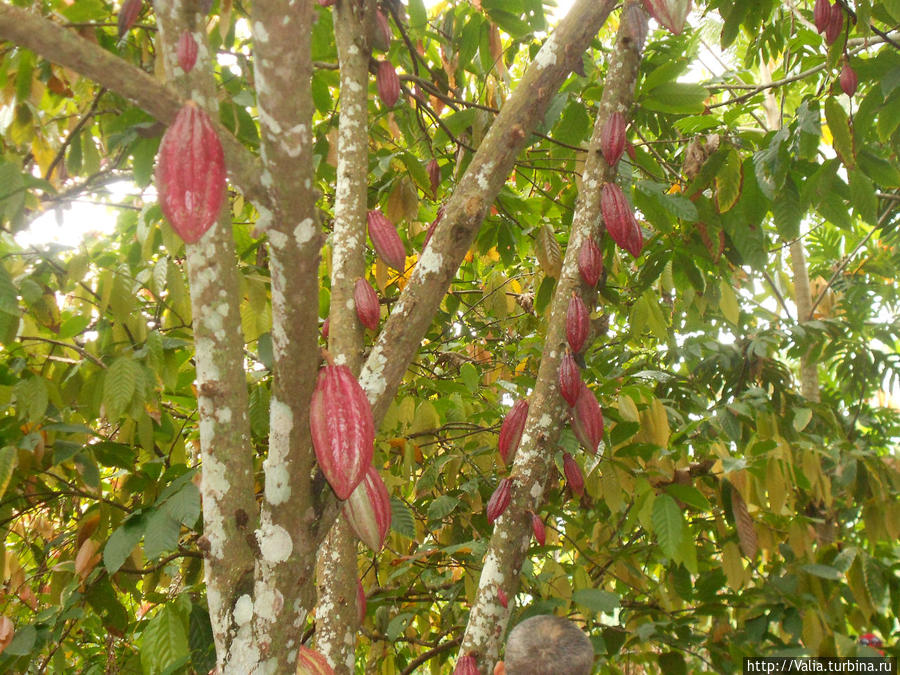 Ферма какао Доминика