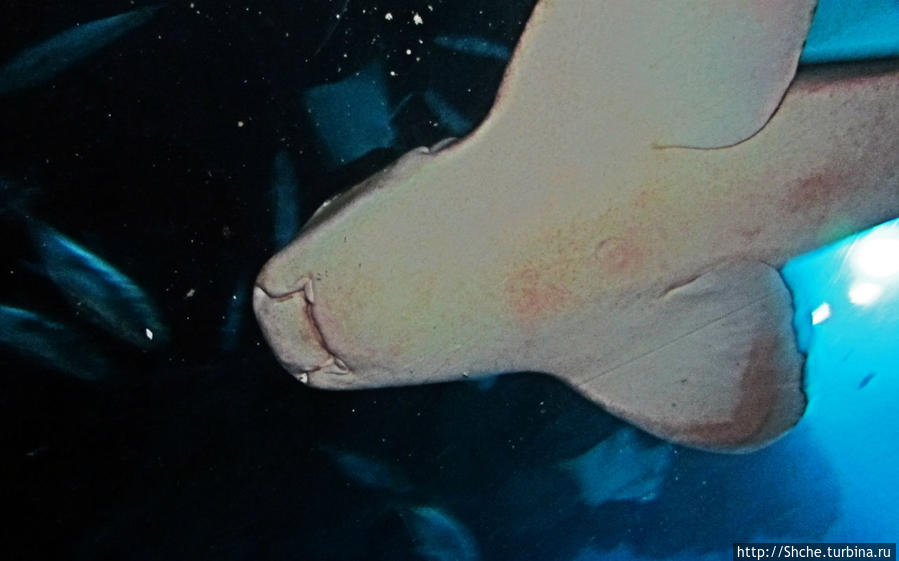 Посчитаем зубы у акулы Дубай, ОАЭ