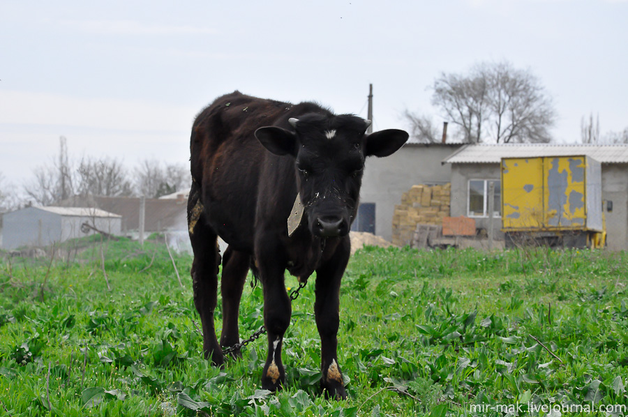 Ну как же мой пост без местной живности?! Рядом с храмом паслись два подрастающих, почти альпийских, бычка … или коровки.

В общем, «айн» …