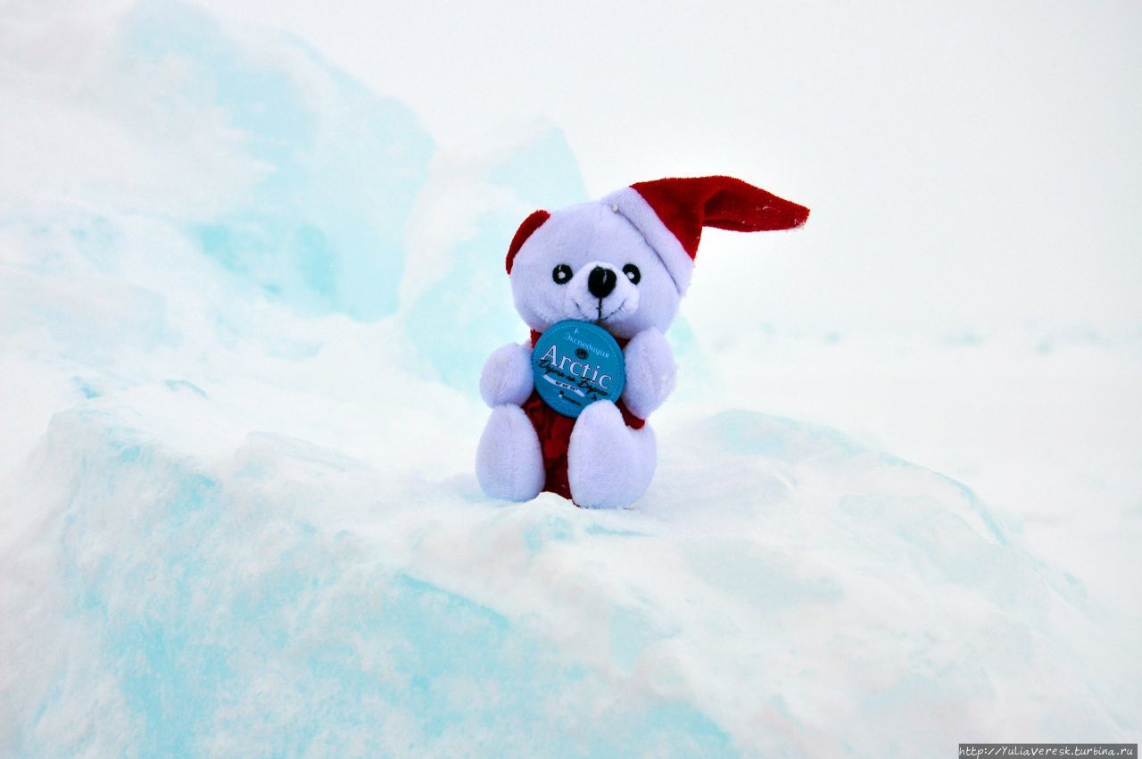 Белый мишка — символ нашей команды:)

Фото:Василия Савина Северный Полюс