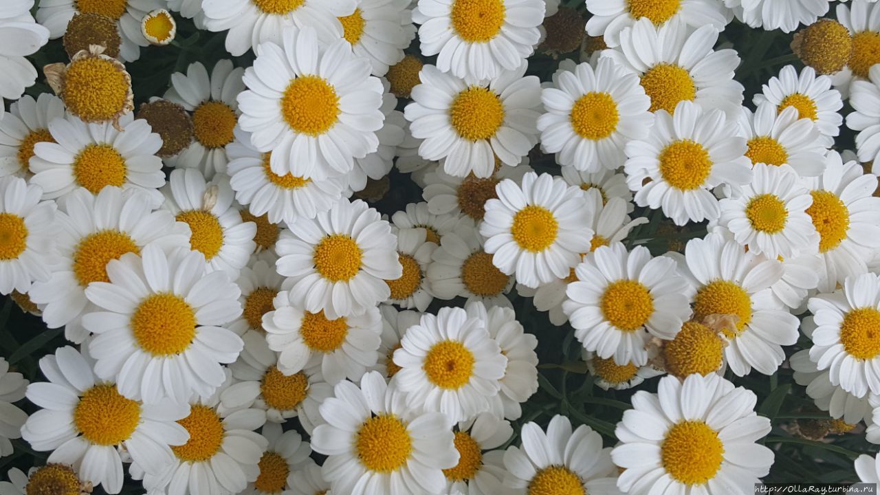 А в Финляндии выставляют на улицы хризантемы. А в Финляндии выставляют на улицы хризантемы.