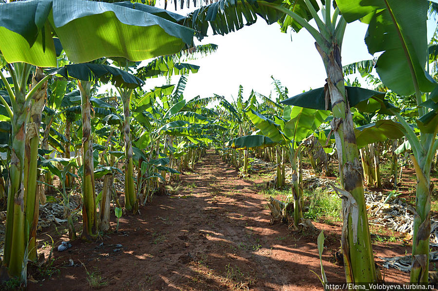 Банановая плантация Варадеро, Куба