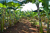 Банановая плантация
