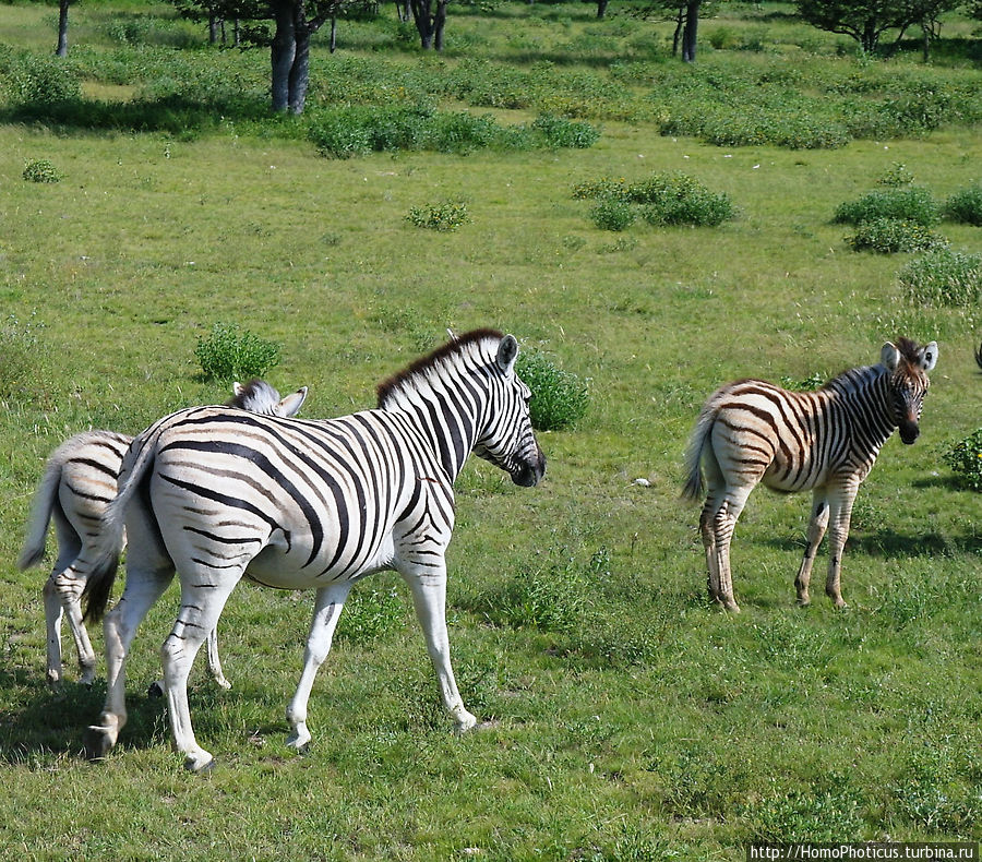 Зебры Этоша Национальный Парк, Намибия