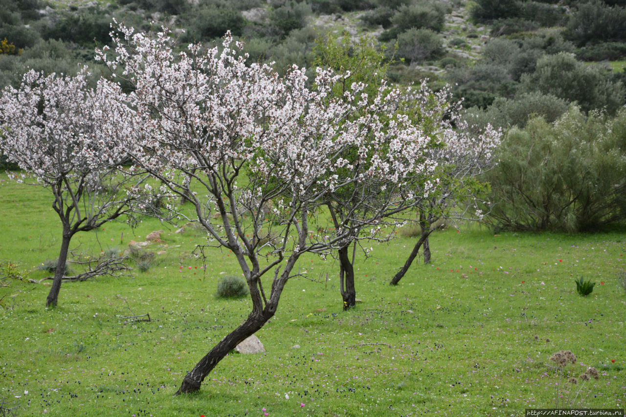 Весенний Лагонисси Аттика, Греция
