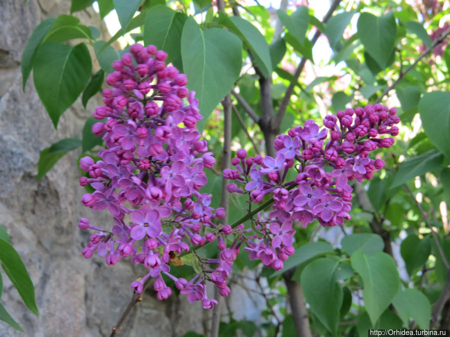 Прошла весна, приходит лето... спасибо Харьков, Украина