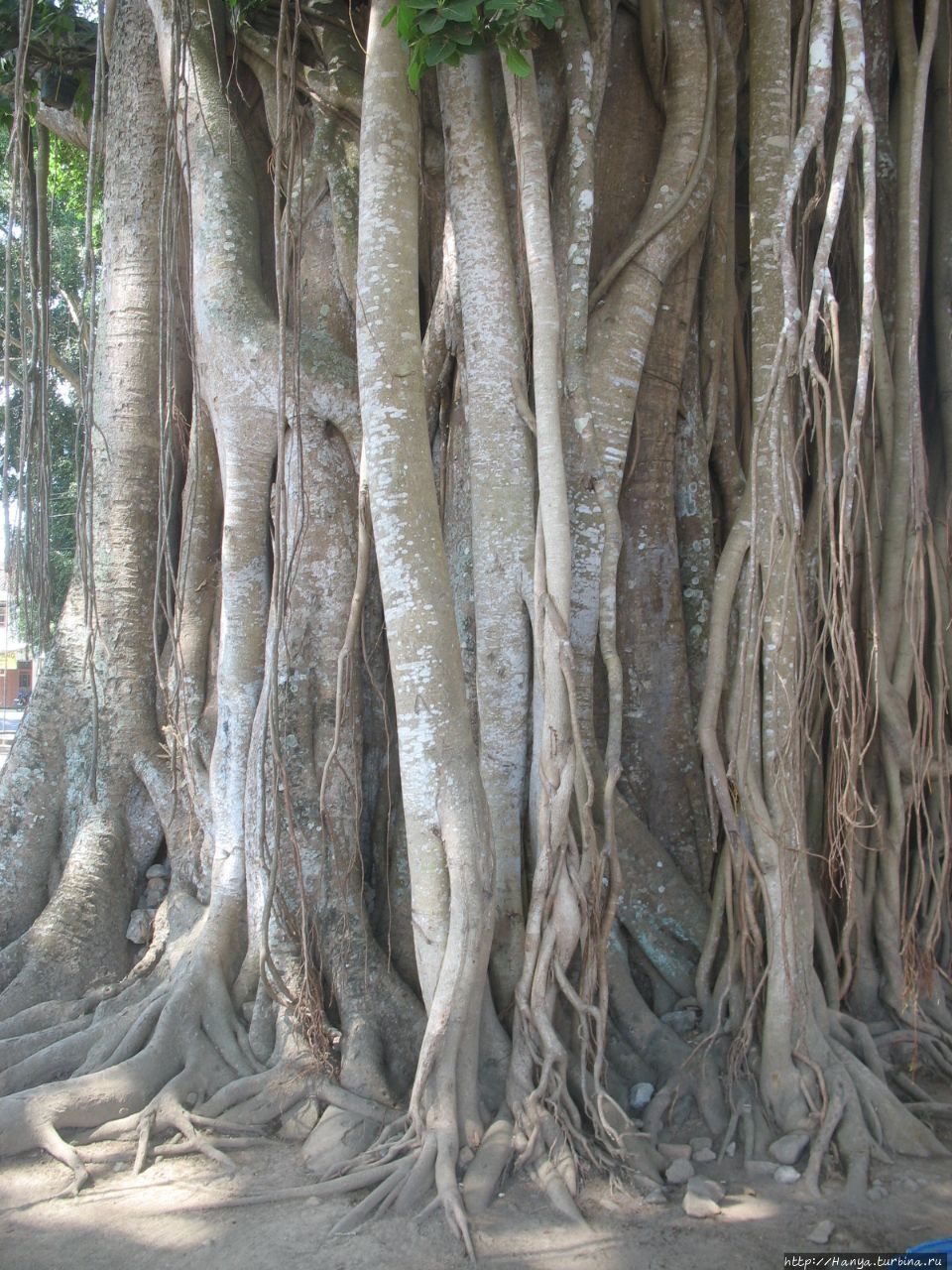 Дерево баньян возле храма Мендут