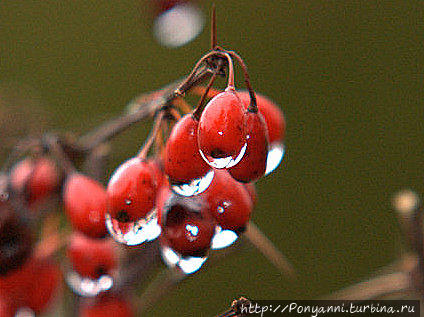 Плачет Осень в парке Штутгарт, Германия