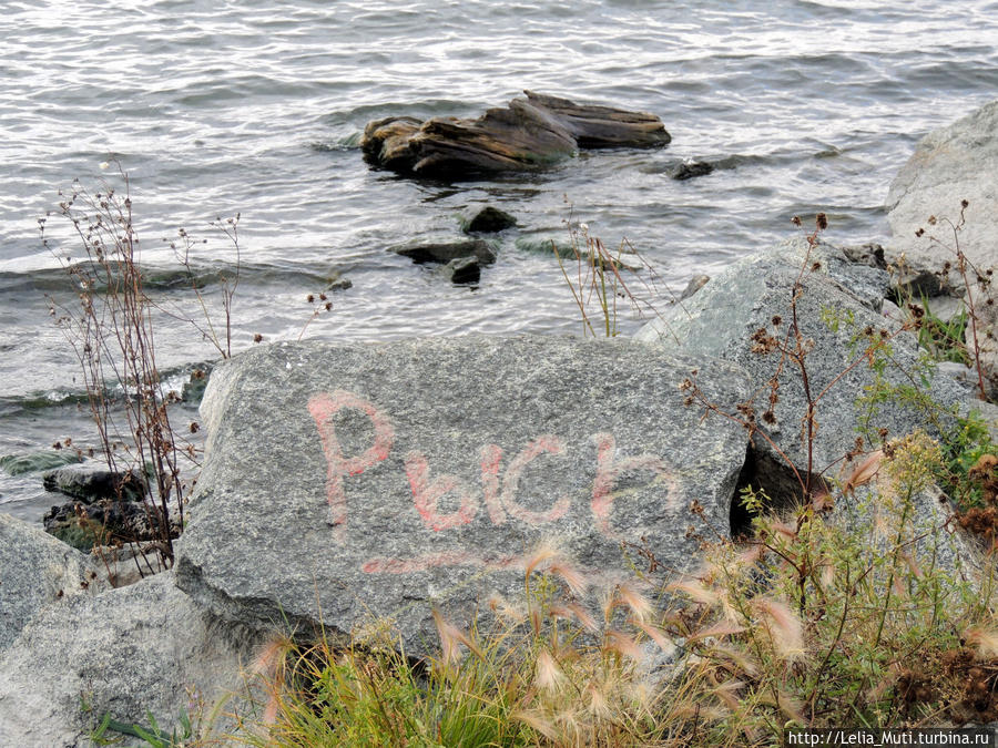 Чайки в Челябинске...