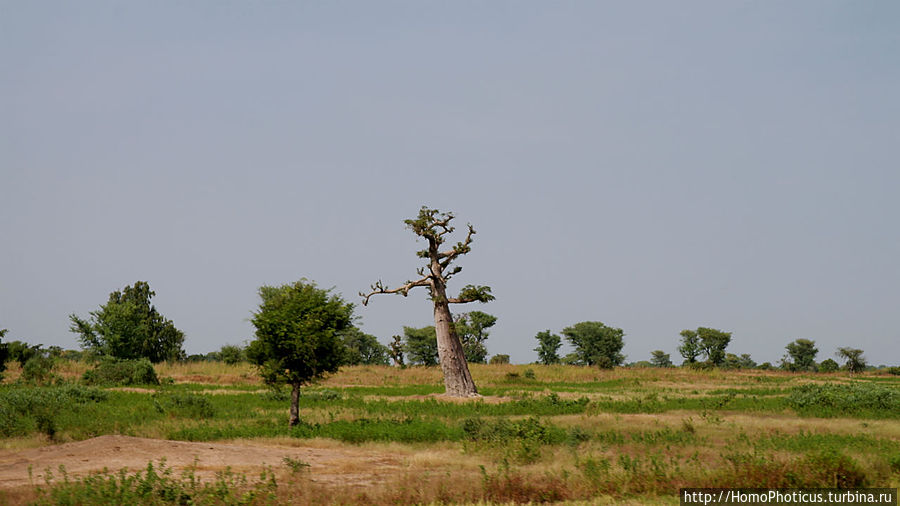 «А если туп, как дерево — родишься баобабом...» Луга, Сенегал