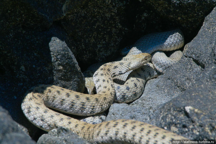 Весь берег усыпан змеями Черепашье озеро, Казахстан