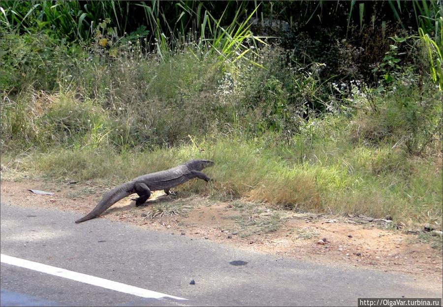 Честно говоря, пешеход нарушал правила дорожного движения, перейдя дорогу в неположенном месте Полоннарува, Шри-Ланка