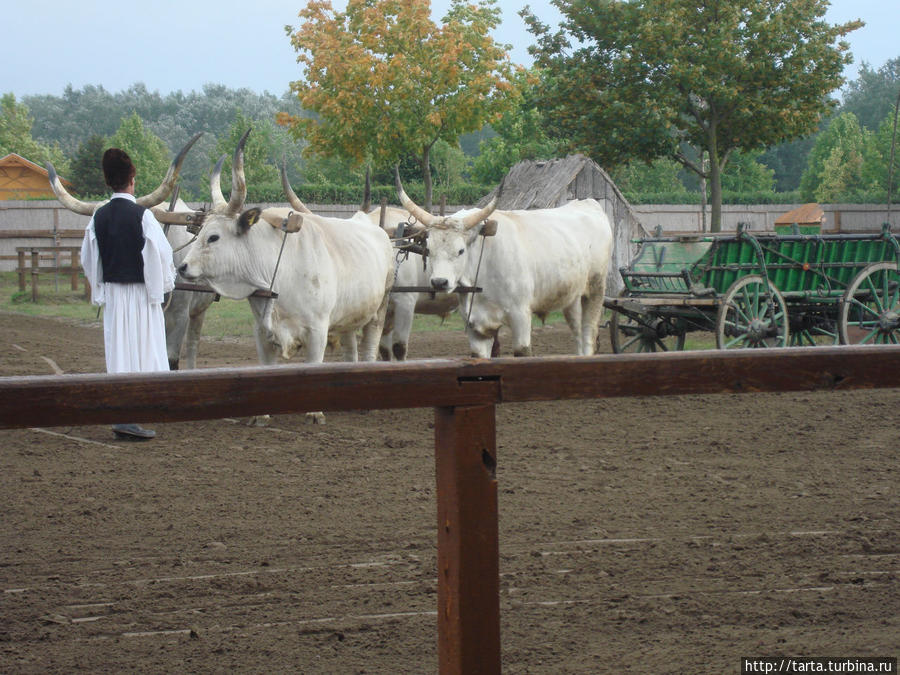 Из этой породы коров варят  знаменитый венгерский гуляш Вишеград, Венгрия