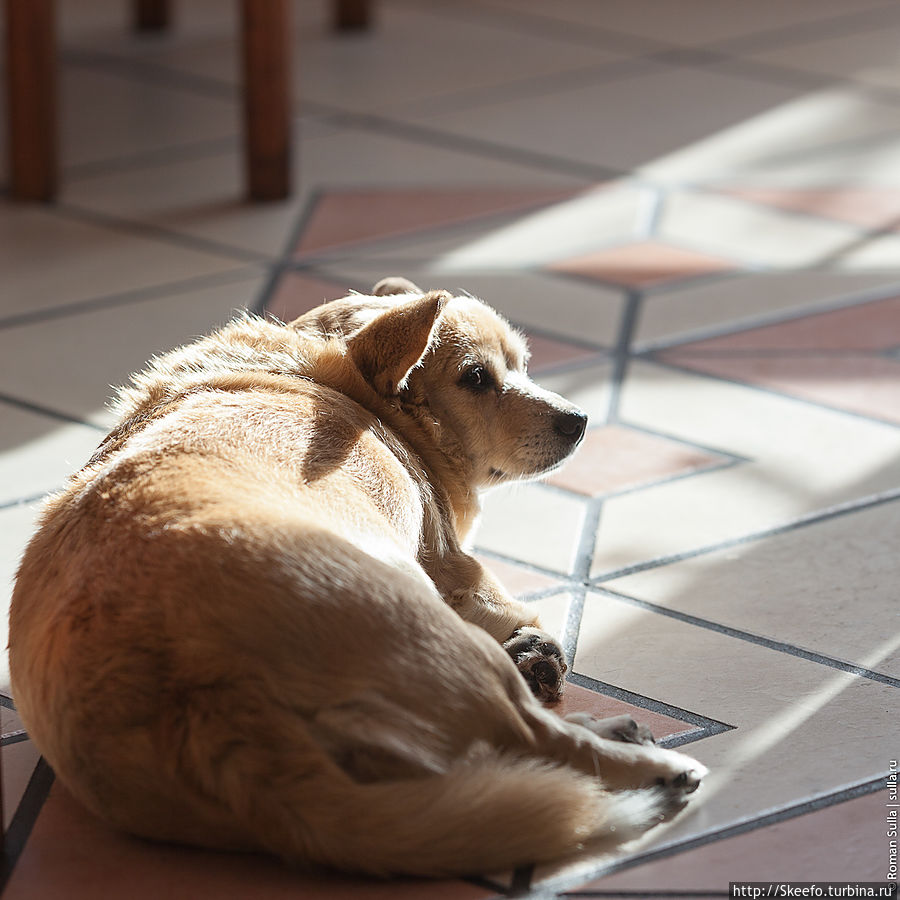 И эта собачка, можно понять, живёт при ресторане :) Регион Азорские острова, Португалия