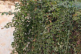 Это растение имеет несколько названий:
— Диптам или Куст Моисея
— Dictamnus albus -латинское название.
— Ясенец белый — русский вариант названия этого растения.
— и самое известное и самое распространённое название: НЕОПАЛИМАЯ КУПИНА