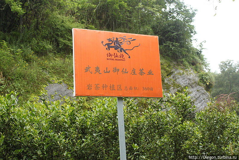Вдоль утёсов, по полям чайным Уишань, Китай