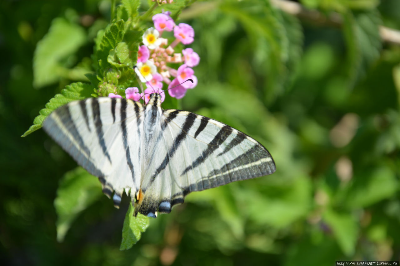 Фотомодель