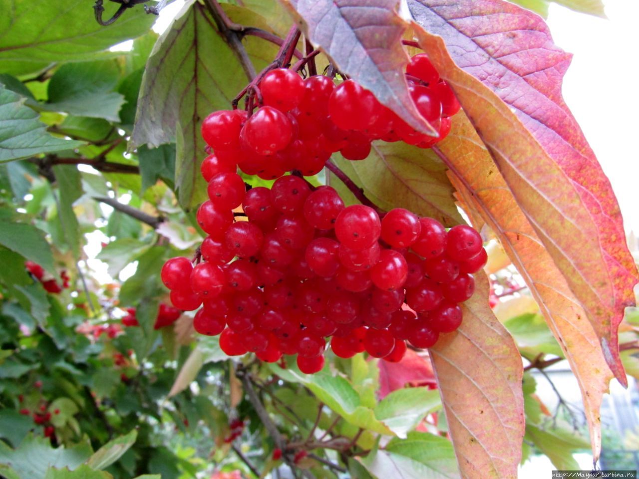 Осенние этюды Долинск, Россия Осенние этюды Долинск, Россия