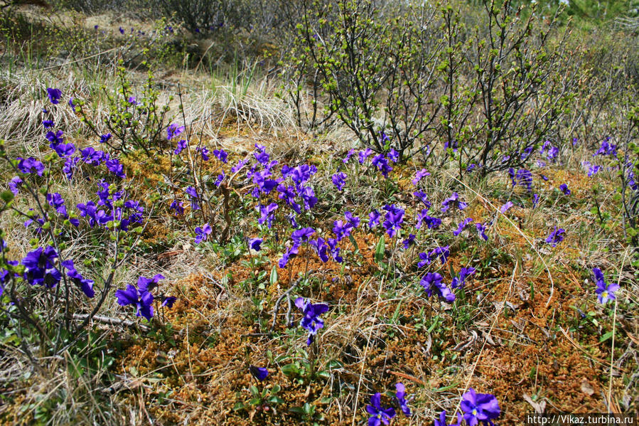 В Улаганском районе именно в июне цветут анютины глазки Перевал Кату-Ярык, Россия