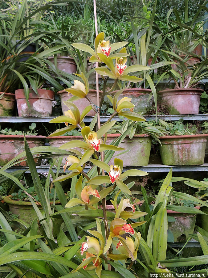 Цветочные сны... Фуншал, Португалия