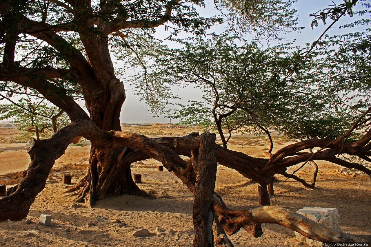 Какое дерево называют деревом жизни. Шаджарат-Аль-Хаят дерево. Древо жизни Бахрейн. Мескитовое дерево. Дерево в Бахрейне.