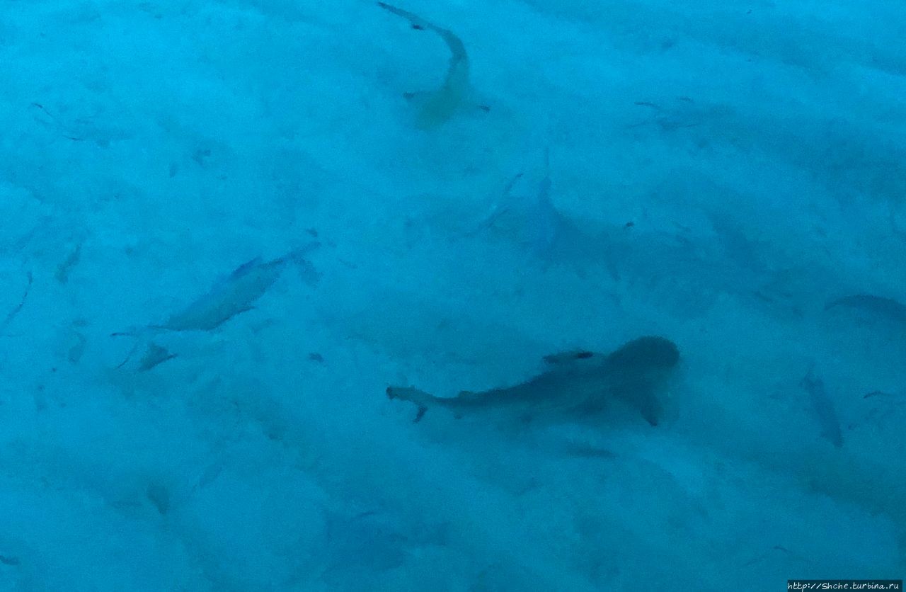 Вечернее кормление акул, бесплатное развлечение отдыхающих Фуравери, Мальдивские острова