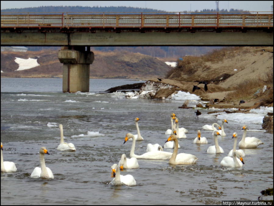 Пусть  летят  по  небу  лебеди... Южно-Сахалинск, Россия