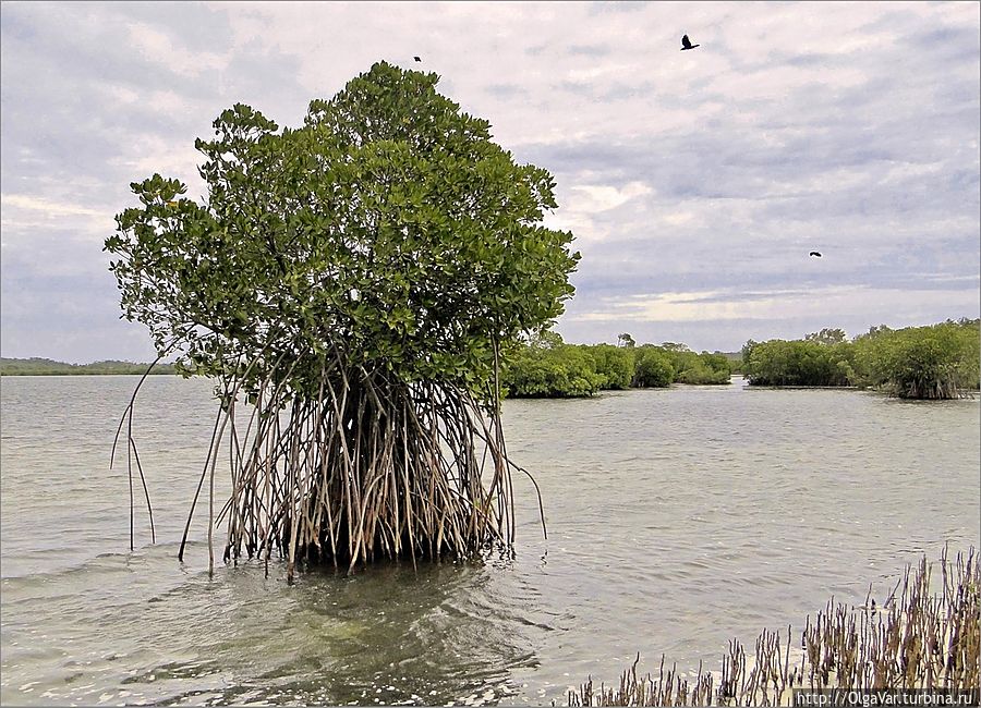 Многоножка