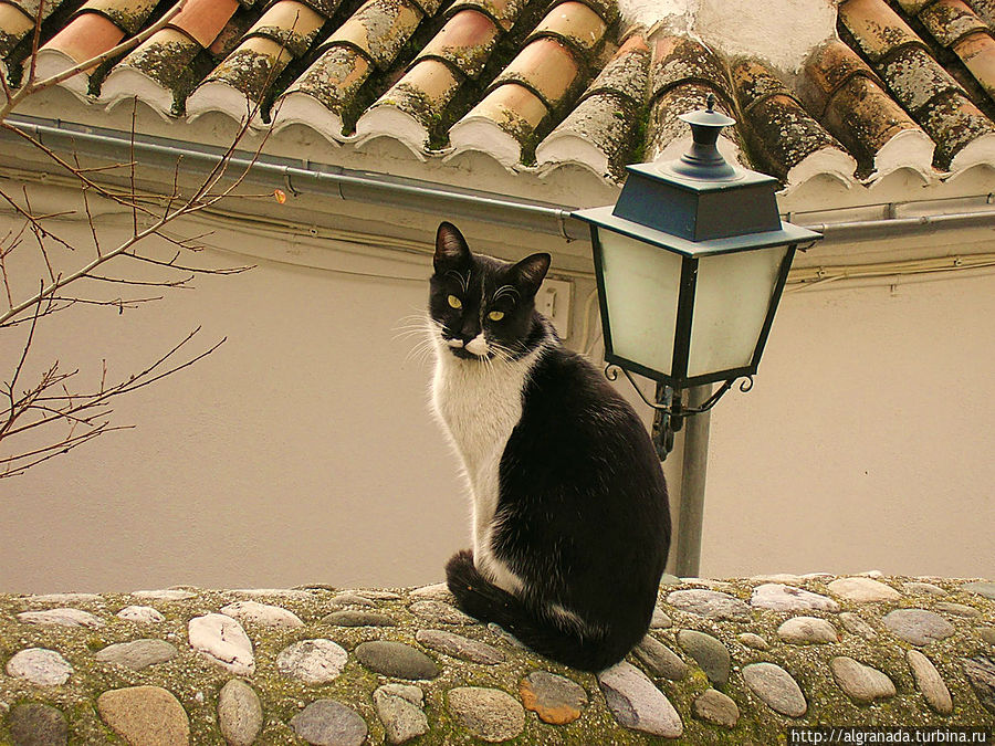 Этот котик очень мило мне позировал Гранада, Испания