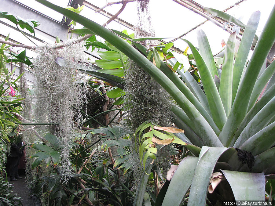 В оранжерее орхидей и бегоний.