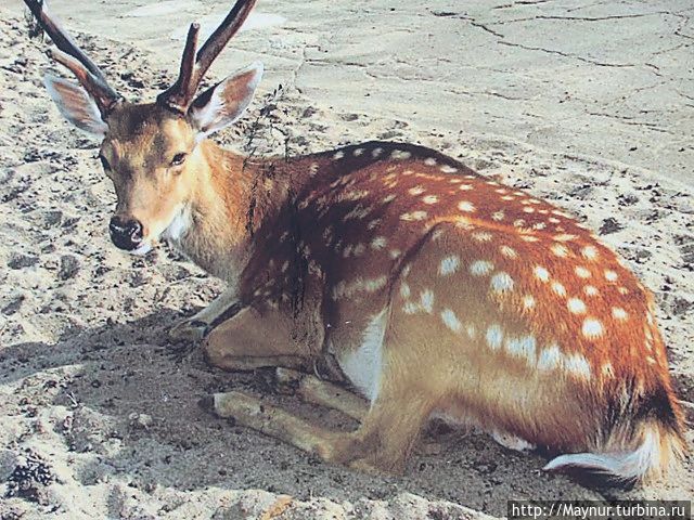 Пятнистый олень.