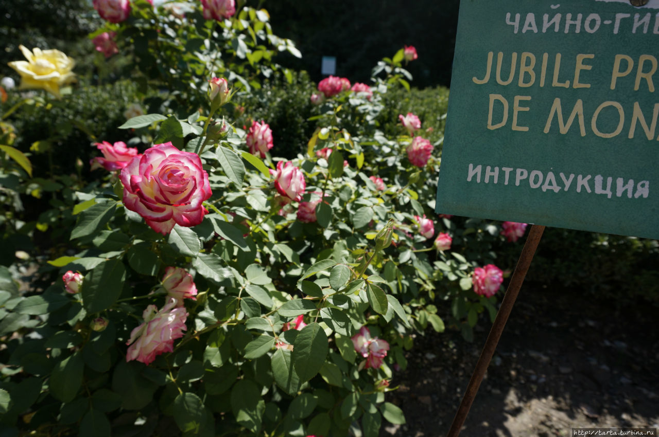 Опытное садовое хозяйство, ставшее национальным достоянием Никита, Россия