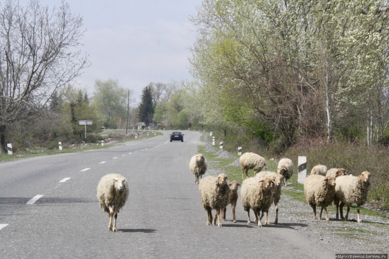 Если есть стадо, есть пастух (В. Цой) Габала, Азербайджан