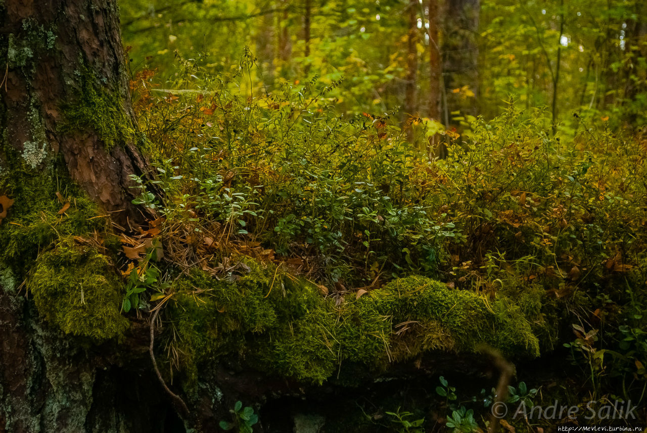 Природный парк Ragakāpa. Юрмала, Латвия