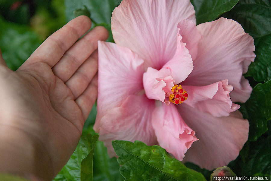 Очень крупный цветок! Танах-Рата, Малайзия