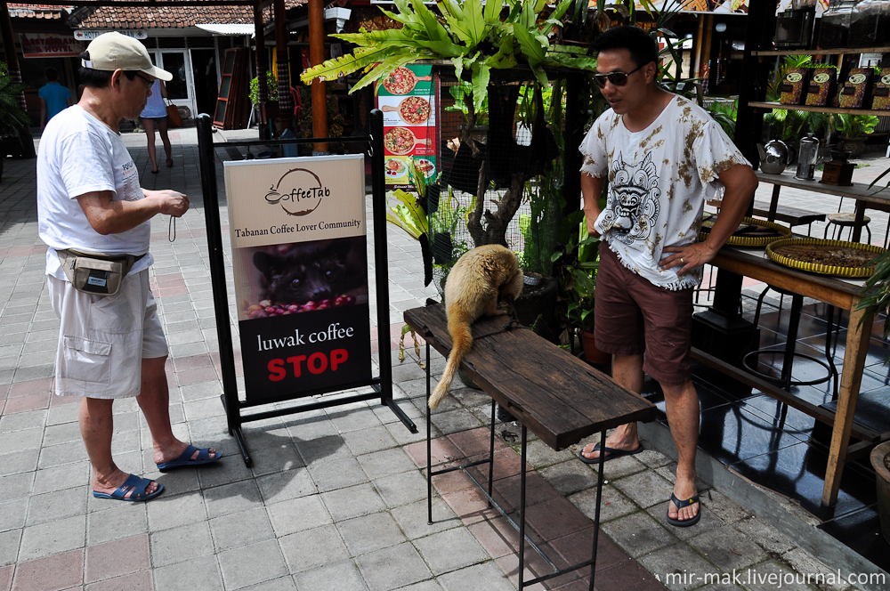 А вот интересная лавка, где продают знаменитый кофе Копи Лювак (Kopi Luwak).

Этот кофе считается самым дорогим и элитным кофе в мире, благодаря своему необычному и достаточно сложному способу изготовления.

А именно: сперва, небольшие зверьки – мусанги (Paradoxurus hermaphroditus, зверёк семейства виверровых) поедают спелые плоды кофейного дерева, или как их еще называют – кофейные вишни, затем, переваривают окружающую кофейные зёрна мякоть, и естественным путем выводят их наружу, где зерна заботливо собираются людьми, моются и высушиваются на солнце. Бали, Индонезия