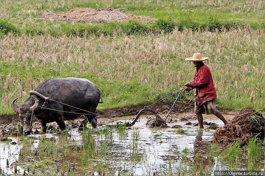 Чуть подальше, утопая в чавкающей глине, бредет медленно и понуро, волоча за собою допотопный плуг, работяга-буйвол, понукаемый филиппинским пахарем