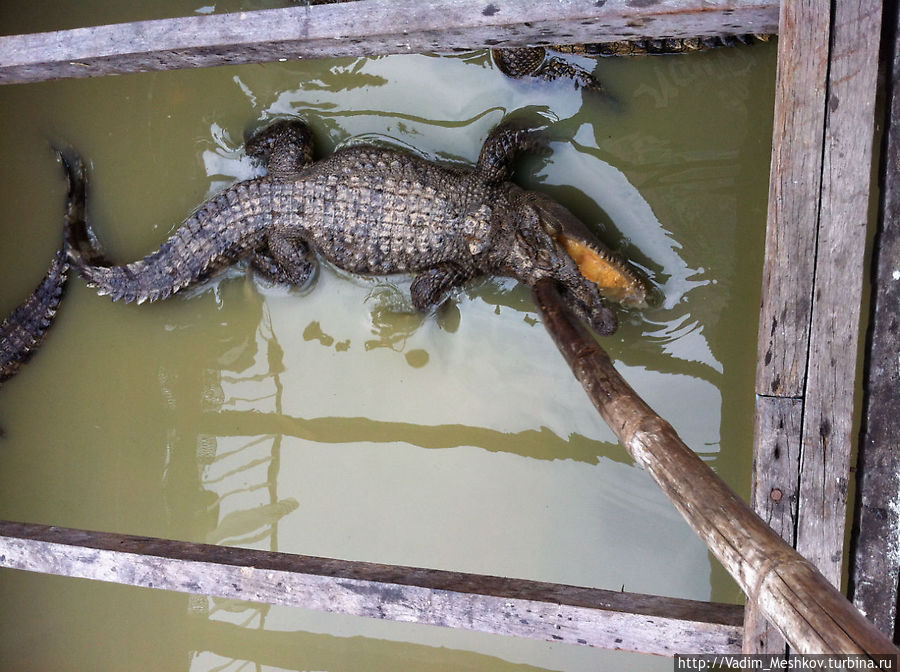 Желающим туристам предоставляется возможность погладить крокодила