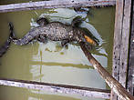 Желающим туристам предоставляется возможность погладить крокодила