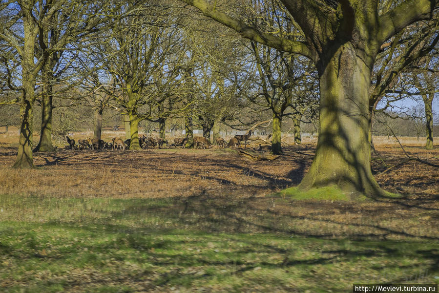 Ричмонд-парк Richmond, Greater London Лондон, Великобритания