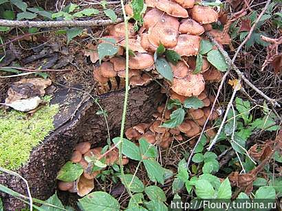 Такие урожаи были почти на каждом пне