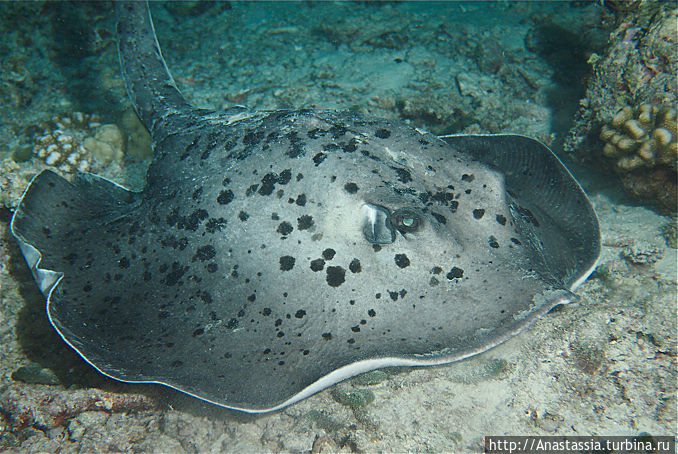 Сафари с Подводным клубом 