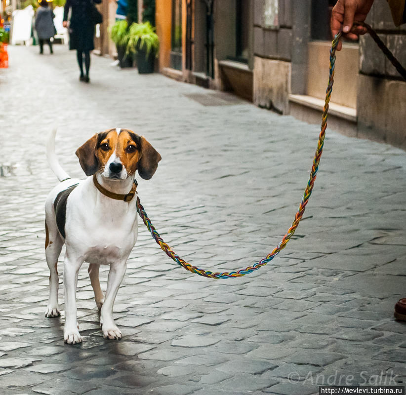 Площадь Испании. Испанская лестница Рим, Италия