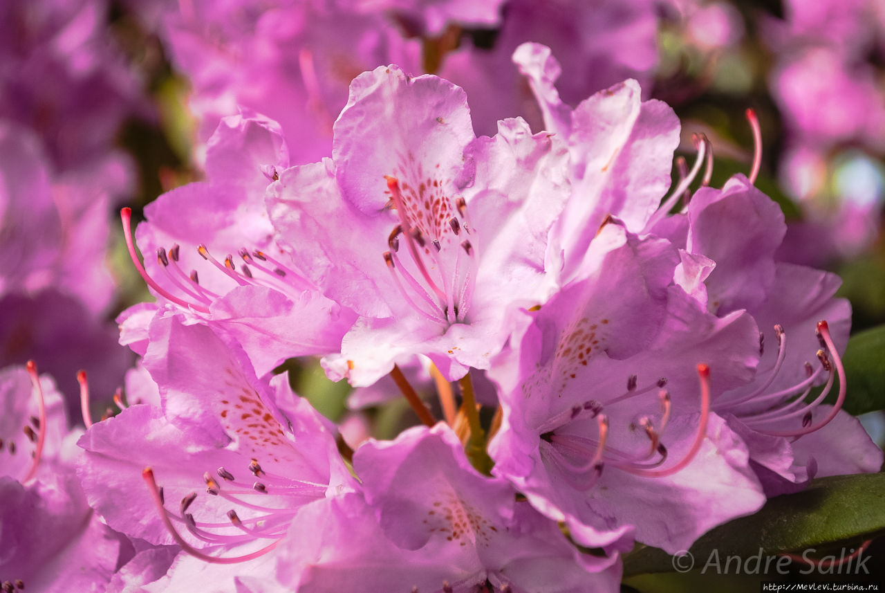 Ботанический сад в июне Рига, Латвия