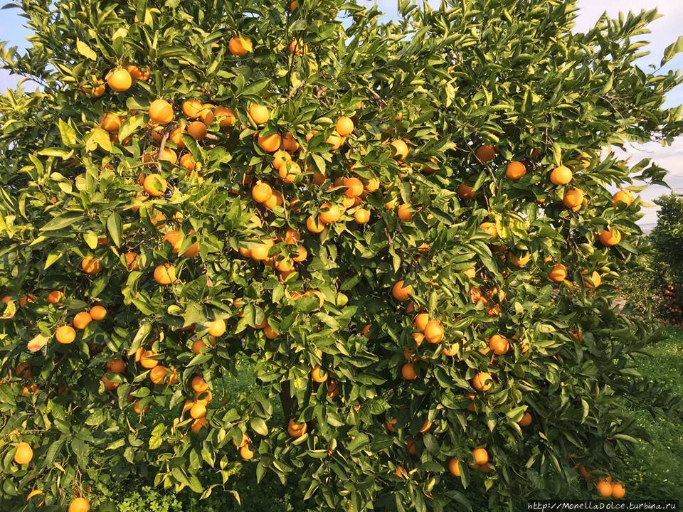 Апельсиновые плантации красного апельсина в Biancavilla