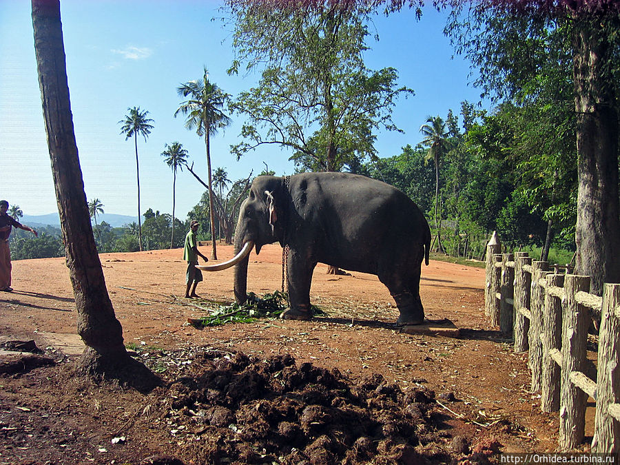Millennium Elephant Foundation — приют для миленьких слонов Пиннавала, Шри-Ланка