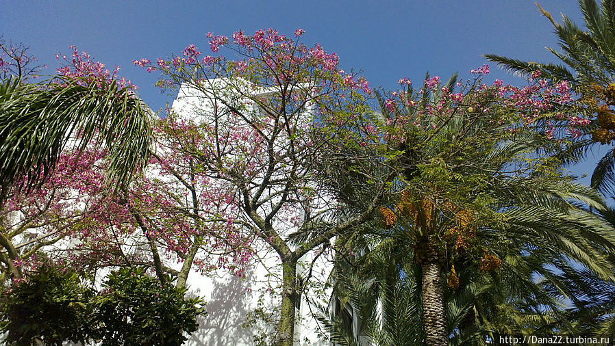 Тюльпановое дерево — красота спасает от пьянства Остров Ла-Гомера, Испания