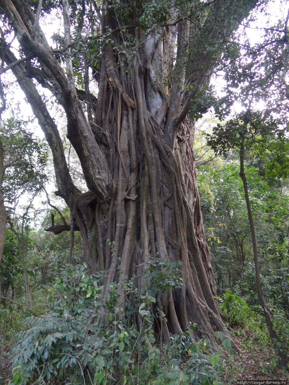 Фиговое дерево. Нгоронгоро (заповедник в кратере вулкана), Танзания